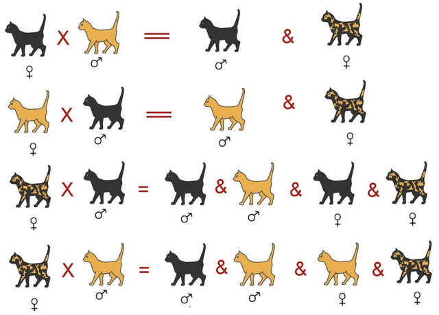 橘猫又胖又憨？这可能都怪橘猫里公猫更多