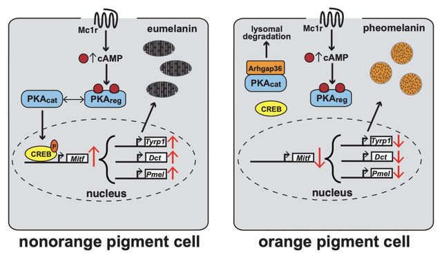 橘猫又胖又憨？这可能都怪橘猫里公猫更多