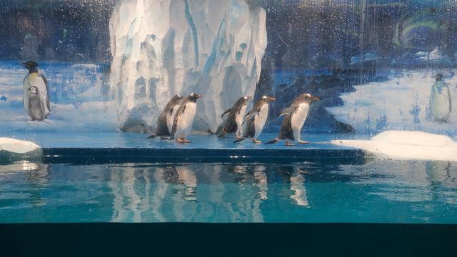 呆萌可爱,首只“温州户籍”的企鹅宝宝已出生