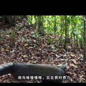 大眼斑雉(大眼斑雉，又名‘青鸾’，传说中的神鸟，它可是撩妹高手)