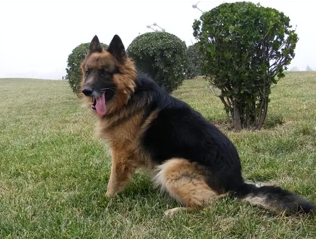 1998年美国温顺杂交犬深夜将女主人折磨致死，调查后原因令人心酸