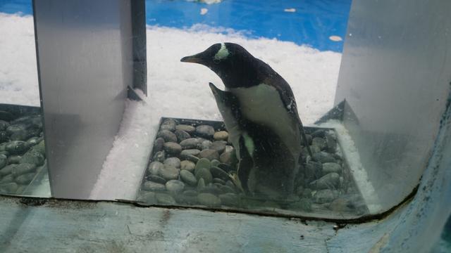 呆萌可爱,首只“温州户籍”的企鹅宝宝已出生