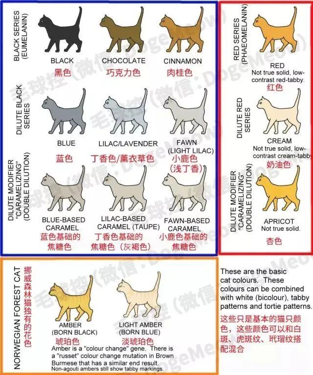 橘猫又胖又憨？这可能都怪橘猫里公猫更多