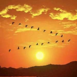 温柔宇宙(大雁南飞的影响力有多大)