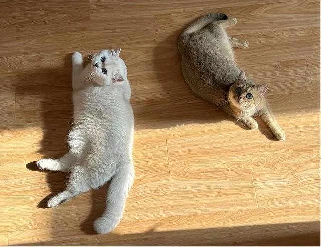 橘猫又胖又憨？这可能都怪橘猫里公猫更多