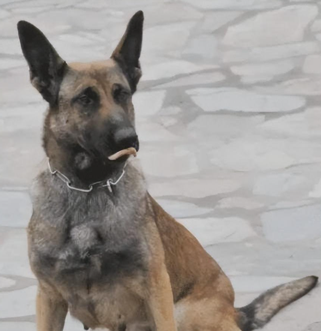 1998年美国温顺杂交犬深夜将女主人折磨致死，调查后原因令人心酸