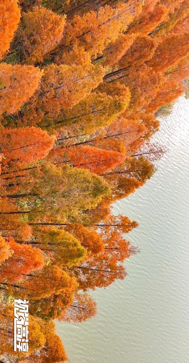 【视觉高淳】杉杉来了~