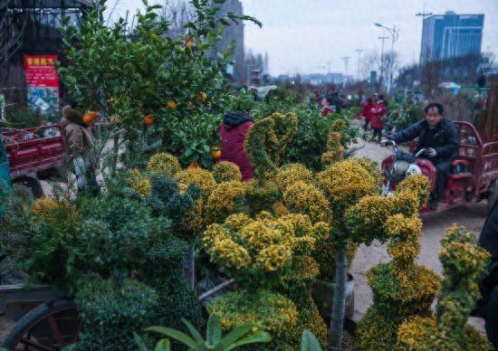 浙江金华:苗木花卉市场活力涌动
