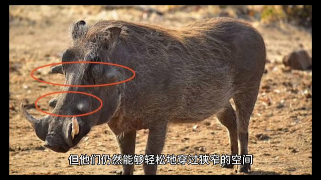 关于“疣猪”的一些冷知识 #动物世界