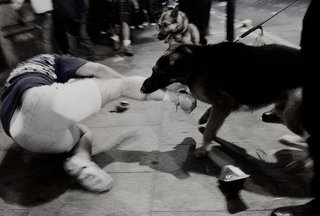 1998年美国温顺杂交犬深夜将女主人折磨致死，调查后原因令人心酸