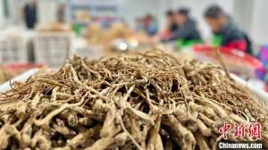 (走进中国乡村)甘肃纹党参热销海内外 续拓香港市场