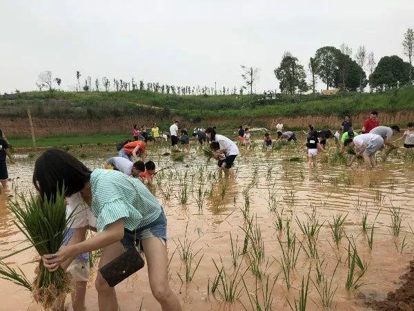 周末去哪儿？带娃去成都周边当个小小“农夫”吧！