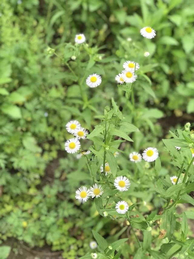 周末去哪儿？带娃去成都周边当个小小“农夫”吧！