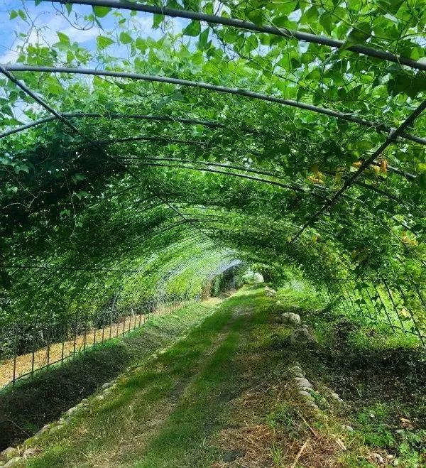 周末去哪儿？带娃去成都周边当个小小“农夫”吧！