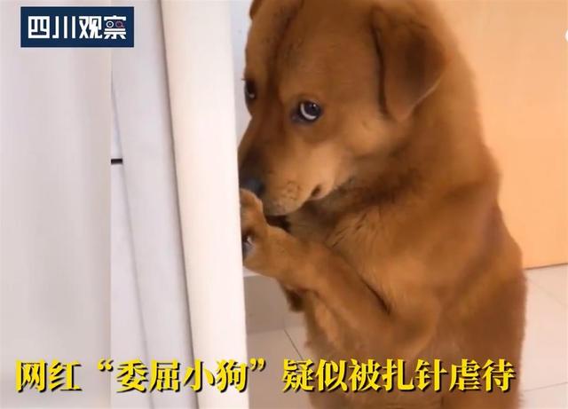 极目锐评｜网红被质疑用针虐狗？清者自清不是口号，麻烦主人出来“走一圈”