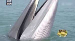 女主播语无伦次(好大一张嘴主持人被震惊到语无伦次……)