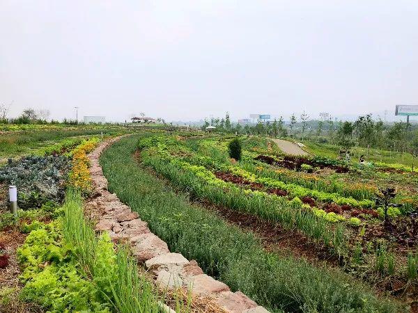 周末去哪儿？带娃去成都周边当个小小“农夫”吧！