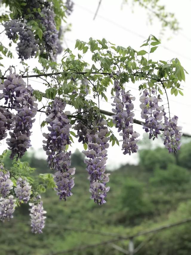 周末去哪儿？带娃去成都周边当个小小“农夫”吧！