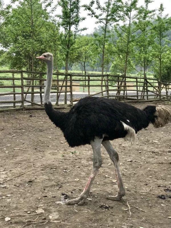 周末去哪儿？带娃去成都周边当个小小“农夫”吧！