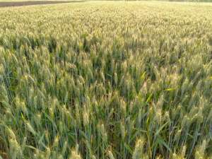 虎牙女主播跳舞BGM(女主播得“皇上”恩宠 虎牙妹获“金龙”打赏)