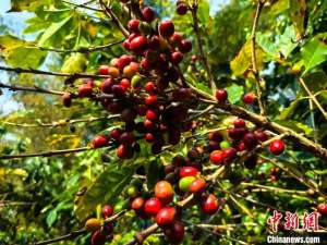 云南云县:咖啡产业引领新“丰”景