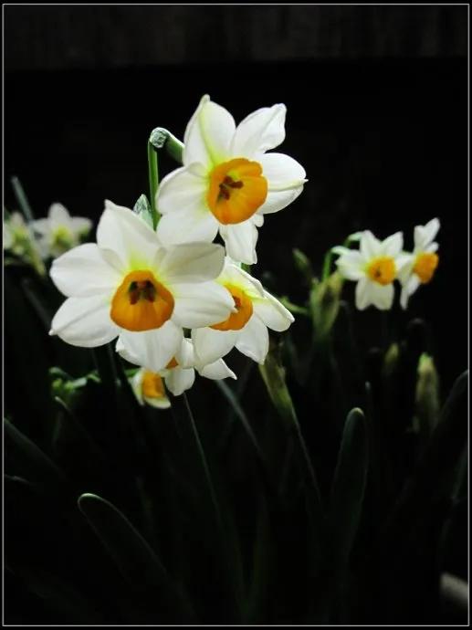 水仙， 别称：凌波仙子、玉玲珑、金银台、水仙花