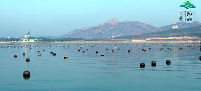 云上2020年中国品牌日活动——乳山牡蛎直播推介，今天下午两点，不见不散