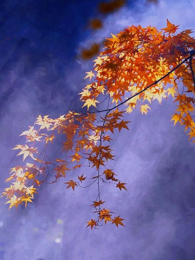 秋霞枫情，唯美时光