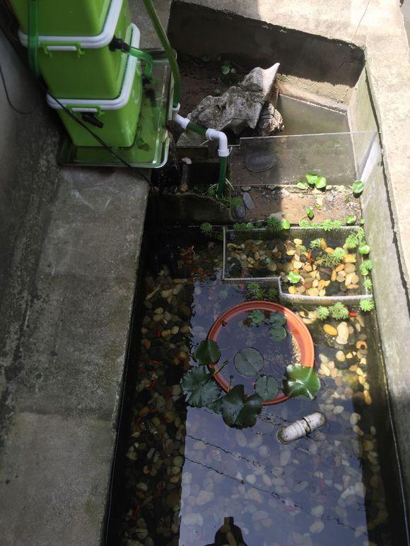 小池塘玩直播，教你怎么用可乐瓶抓黄鳝