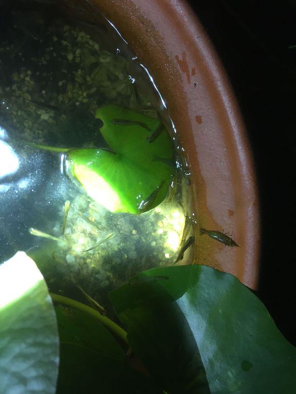 小池塘玩直播，教你怎么用可乐瓶抓黄鳝