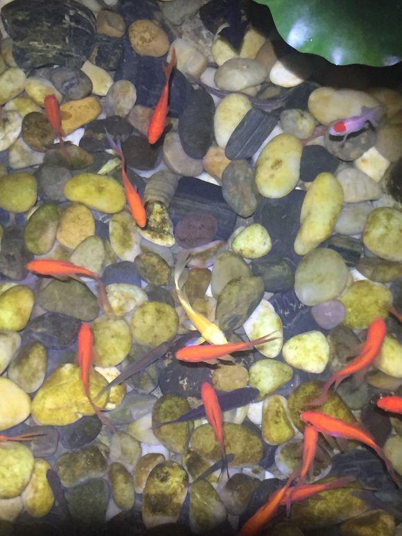 小池塘玩直播，教你怎么用可乐瓶抓黄鳝