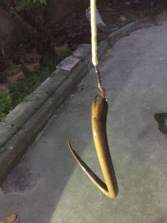 小池塘玩直播，教你怎么用可乐瓶抓黄鳝