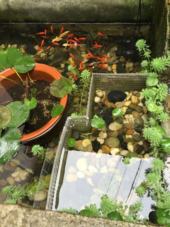 小池塘玩直播，教你怎么用可乐瓶抓黄鳝