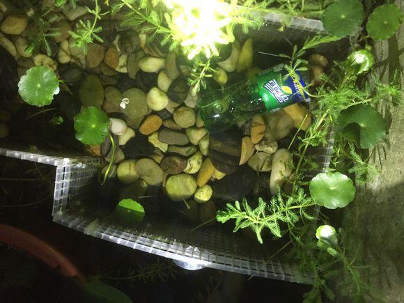 小池塘玩直播，教你怎么用可乐瓶抓黄鳝