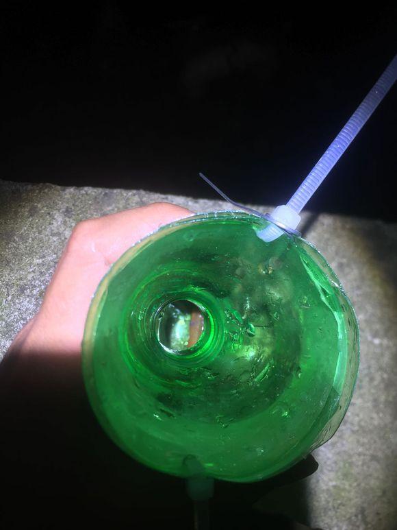 小池塘玩直播，教你怎么用可乐瓶抓黄鳝