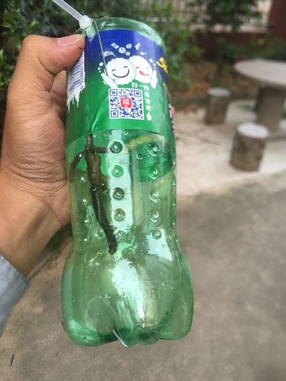 小池塘玩直播，教你怎么用可乐瓶抓黄鳝