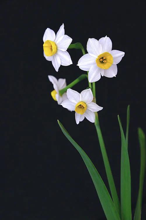 水仙， 别称：凌波仙子、玉玲珑、金银台、水仙花