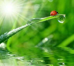 女主播露水视频(《露珠》儿童主播:熊思颜~明星小主播团队诵读作品展播)