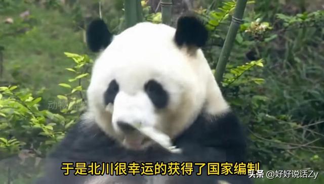 北川是唯一掏狼崽子反而让自己有了国家编制的熊猫