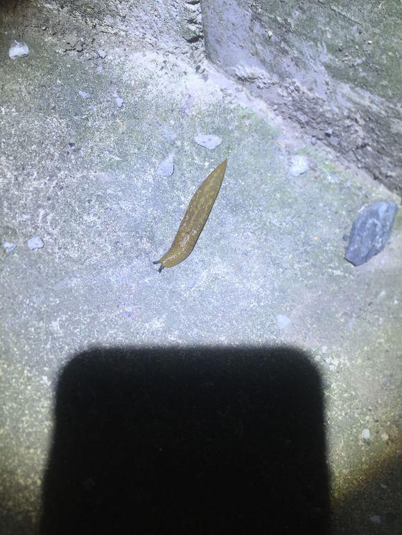 小池塘玩直播，教你怎么用可乐瓶抓黄鳝