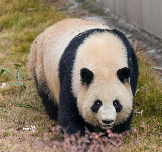 “滚滚”美照:大熊猫“淼淼”