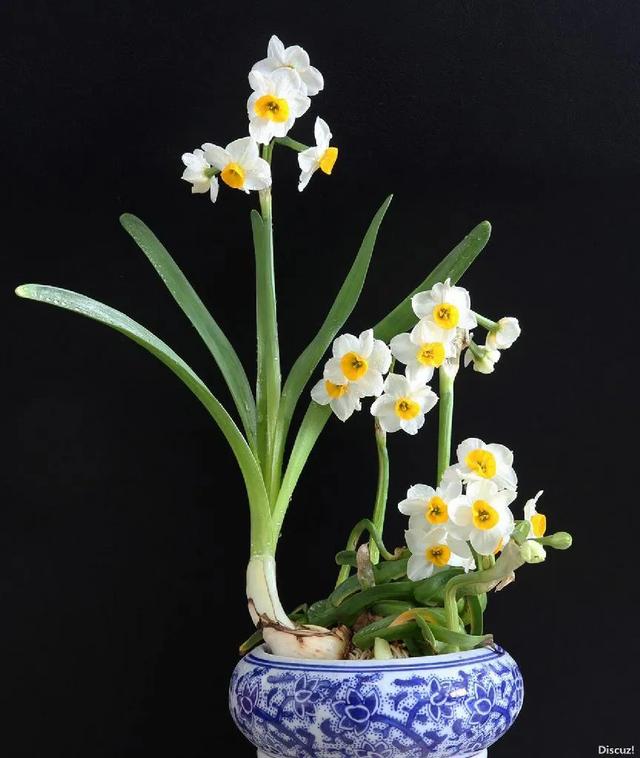 水仙， 别称：凌波仙子、玉玲珑、金银台、水仙花