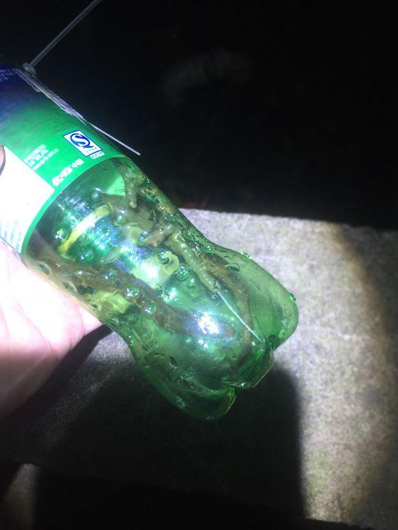 小池塘玩直播，教你怎么用可乐瓶抓黄鳝