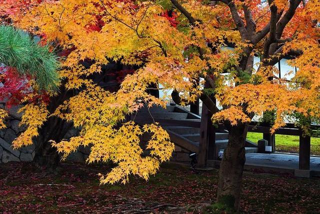 秋霞枫情，唯美时光