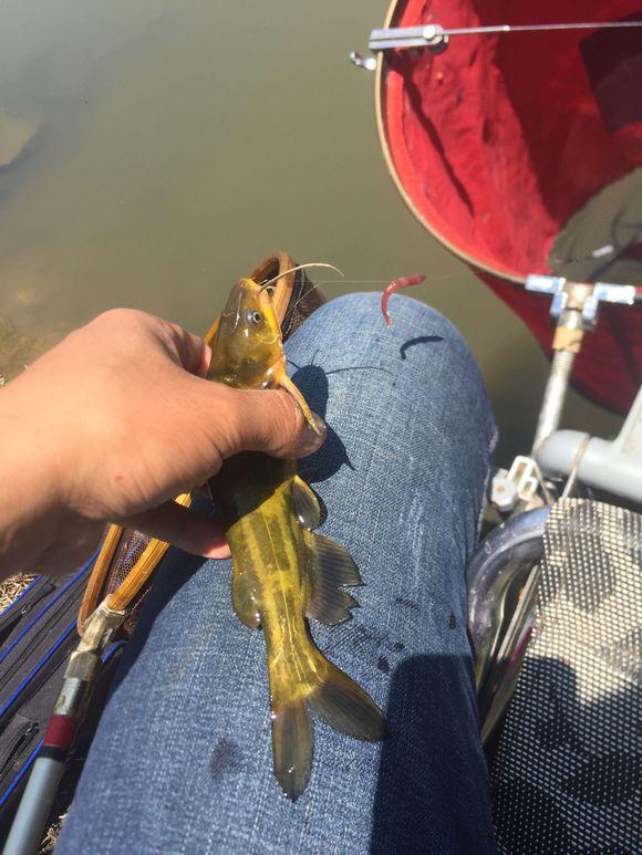 小池塘玩直播，教你怎么用可乐瓶抓黄鳝