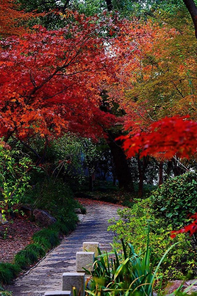 秋霞枫情，唯美时光