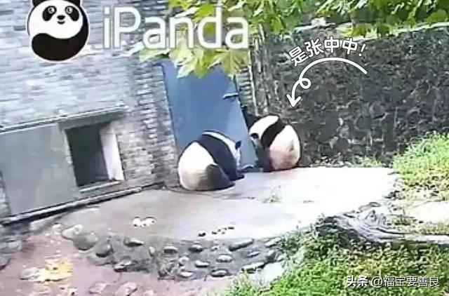 大熊猫张卡,这就是传说中半夜还在热舞的 Queen 卡!