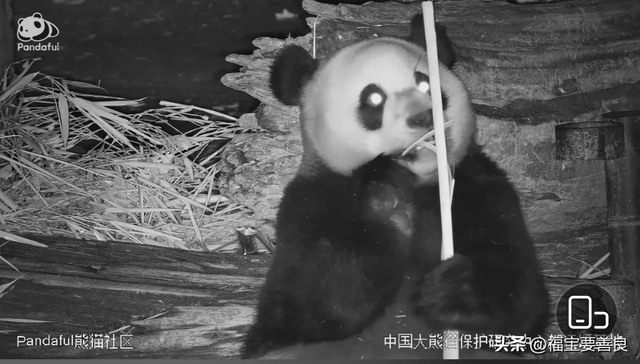 大熊猫张卡,这就是传说中半夜还在热舞的 Queen 卡!