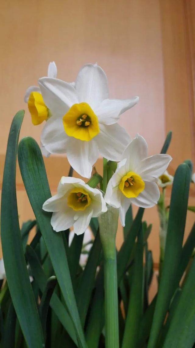 水仙， 别称：凌波仙子、玉玲珑、金银台、水仙花