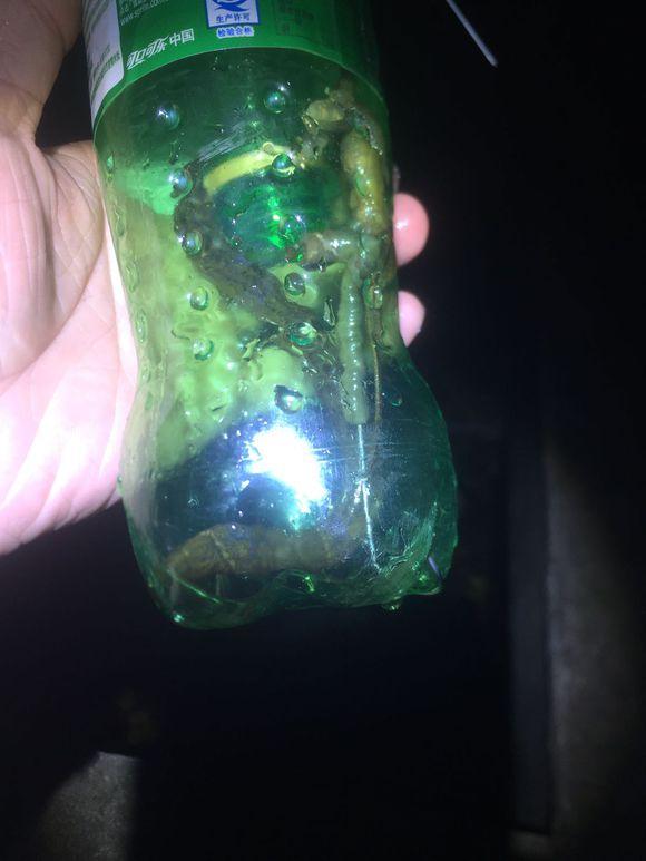 小池塘玩直播，教你怎么用可乐瓶抓黄鳝